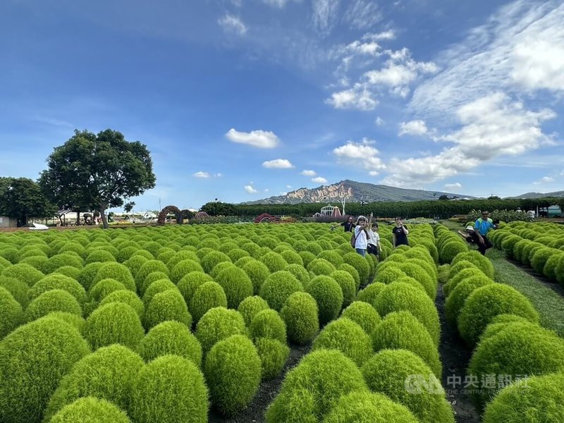 台中后里中社觀光花市引進6000株波波草，觀賞期可至10月，波波草自然生成的圓滾滾模樣格外討喜，在白雲、藍天、火炎山襯托下，吸引許多民眾到場參觀、拍美照。中央社記者趙麗妍攝  112年7月19日