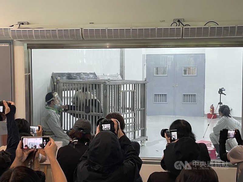 台北市立動物園大貓熊館修繕完成後，新場地增加了觀察窗，可在特定時段呈現過去皆在後場進行的動物醫療訓練過程等，供遊客近距離觀察。中央社記者陳怡璇攝  112年7月19日