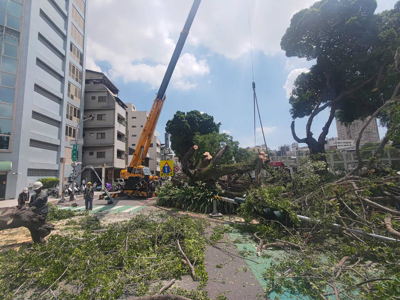 台中市北區原子街與民權路口20日疑似因市府外包廠商修剪樹木施作不當，造成部分枝幹下墜當場壓垮2根號誌桿，所幸無人員受傷。（民眾提供）中央社記者蘇木春傳真 112年7月20日