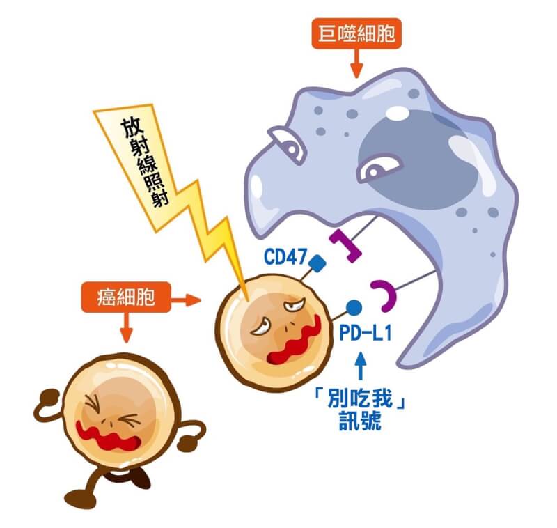 長庚團隊跨國研究發現癌症放射線療法無法擴及全身,是因腫瘤細胞會釋放「別吃我」訊號逃脫免疫細胞攻擊。此為示意圖。(長庚醫院提供)中央社記者曾以寧傳真 112年7月20日