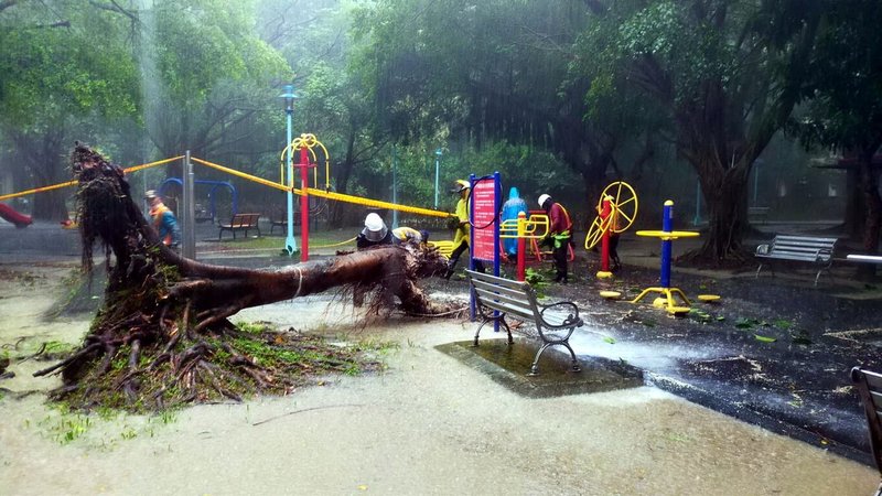 新北市中和區自強公園一棵印度橡膠樹疑染褐根病，20日下午無預警倒塌，區公所已先派員移除倒塌枝幹，後續將全面為公園內樹木體檢。（中和區公所提供）中央社記者黃旭昇新北市傳真  112年7月20日