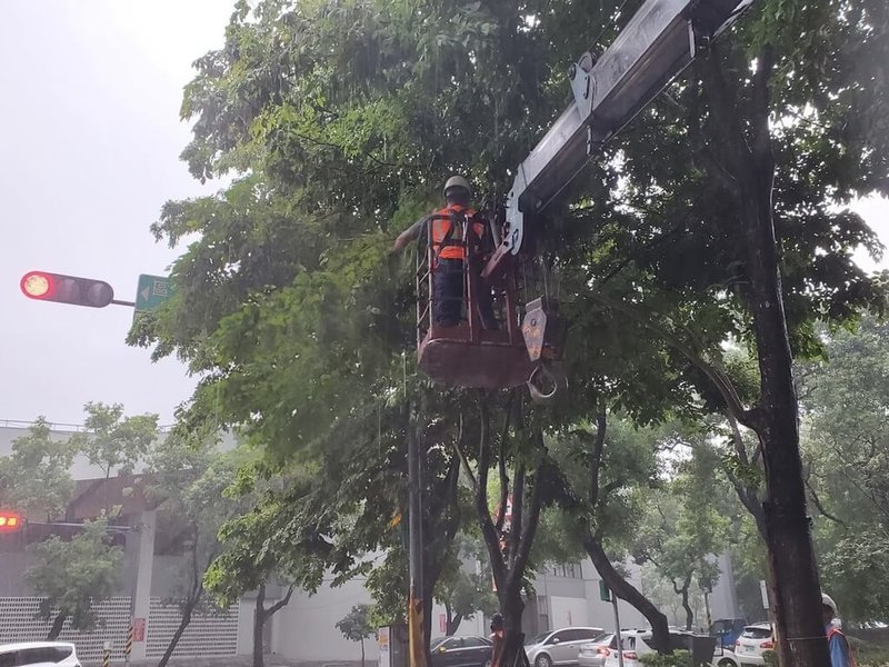 颱風杜蘇芮逼近，新北市農業局等單位23日檢視行道樹、路樹，必要時先行修剪或加強固定，做好整備措施，全力防颱。（新北市農業局提供）中央社記者王鴻國傳真  112年7月23日