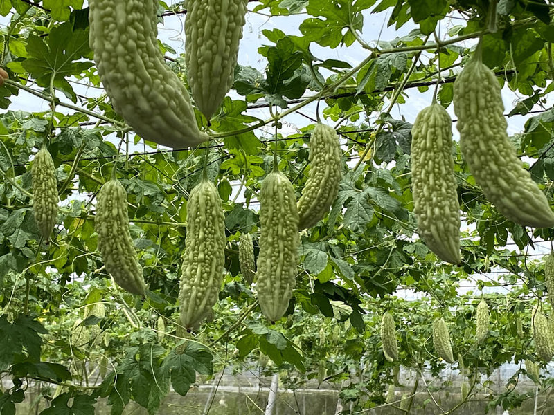 颱風杜蘇芮23日位置在鵝鑾鼻東南方海面上，中央氣象局預測颱風朝台灣東南部靠近的機會高，花蓮縣政府呼籲農民關注颱風動態，及早採取各項防範措施，舉凡果樹應設置防風網及補強支柱固定植株，如可採收者應儘速採收。圖為吉安鄉農友種植的苦瓜結實纍纍。中央社記者李先鳳攝  112年7月23日