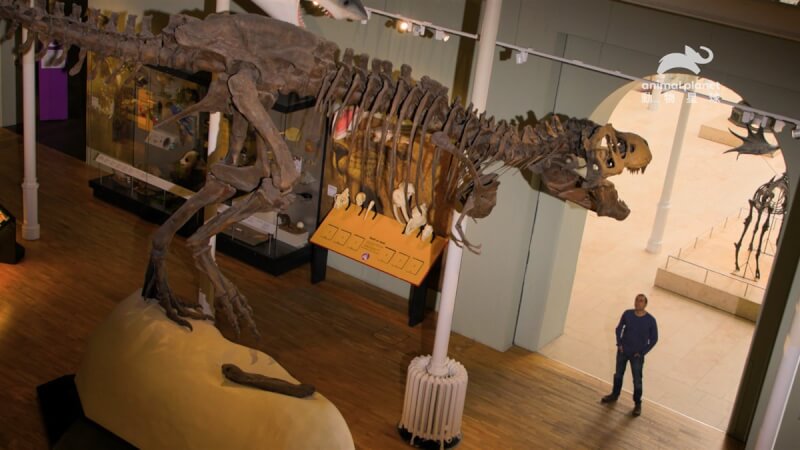 動物星球頻道節目「失落動物再發現」指出,霸王龍是地球有史以來最大的肉食性恐龍,長約12公尺、重達7公噸。(動物星球頻道提供)中央社記者葉冠吟傳真 112年7月24日