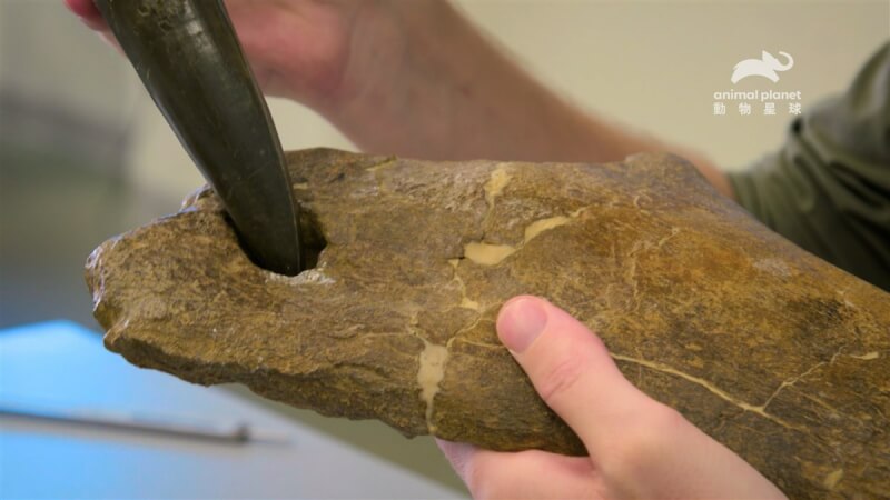 在動物星球頻道節目「失落動物再發現」中,古生物學家在結節龍骨盆髖骨殘骸上,發現一個與霸王龍牙齒吻合的洞。(動物星球頻道提供)中央社記者葉冠吟傳真 112年7月24日