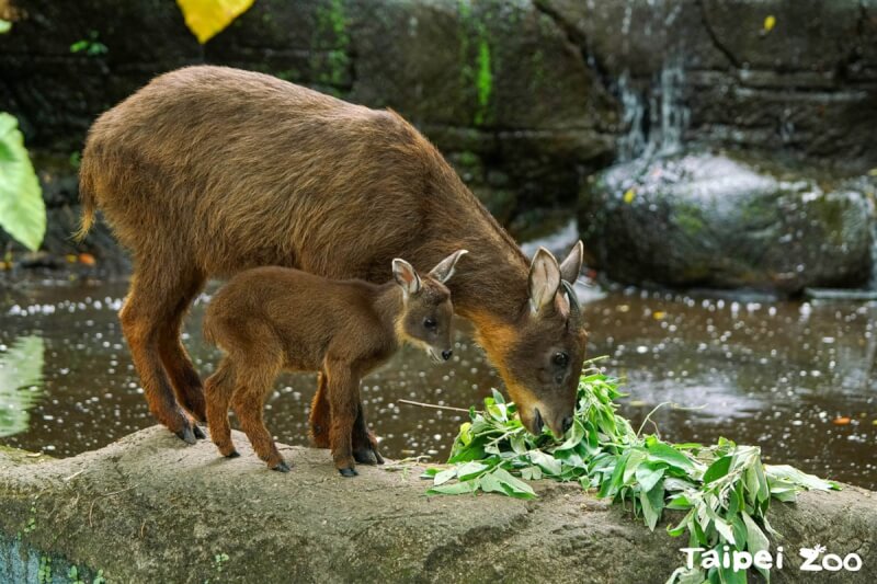 台北市立動物園的台灣野山羊寶寶「薇寶」已滿月，常常活潑地跟在媽媽身邊，可愛模樣融化人心。（台北市立動物園提供）中央社記者陳怡璇傳真 112年7月24日