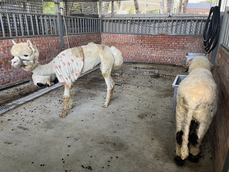 高雄市淨園農場遭離職員工爆料不當照顧動物,造成梅花鹿、羊駝等流血受傷,且飼養環境髒亂等;業者宣布即起暫停「可愛動物區」體驗活動,也調整門票折抵消費規則,將重整再出發。(淨園前員工陳小姐提供)中央社記者林巧璉傳真 112年7月24日