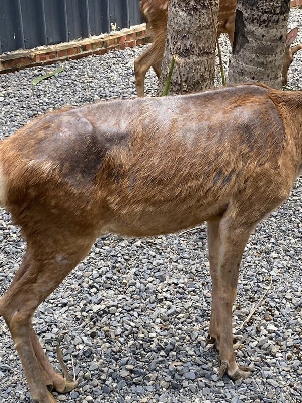 高雄市淨園農場遭離職員工爆料不當照顧動物，造成梅花鹿等流血受傷。高雄市動保處24日表示，經稽查梅花鹿確有遭修蹄不當情形，也發現現場羊駝未提供適當照護，以及展演動物未適當休息等違規，動保處已請園方改善並依法開罰。（淨園前員工陳小姐提供）中央社記者林巧璉傳真 112年7月24日