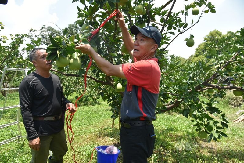 雲林縣文旦將在8月底進入採收期,果農見颱風逐漸逼近,25日忙著做好防颱措施,透過支架及繩索固定果樹枝條,以降低損傷。中央社記者姜宜菁攝 112年7月25日