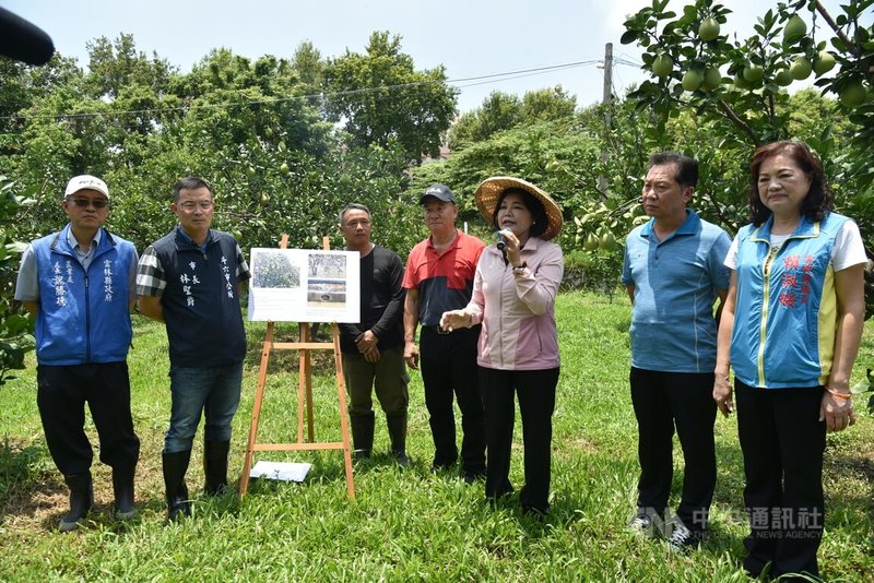 颱風杜蘇芮逼近台灣，雲林縣長張麗善（右3）25日到果園視察文旦防颱措施，呼籲農友做好防災措施，多一分準備就能少一分損失。中央社記者姜宜菁攝  112年7月25日