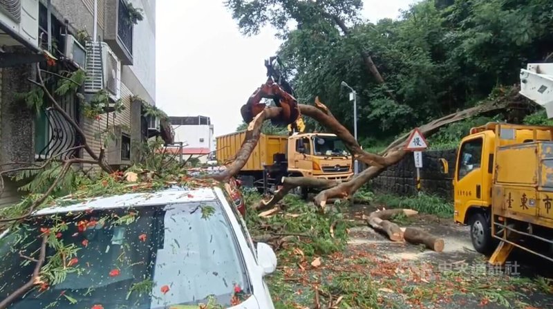 颱風杜蘇芮來襲，台東市鯉魚山公園旁1棵逾15米高、樹幹直徑逾30公分的鳳凰樹傾倒，壓壞路旁3輛自小客車及民宅冷氣。中央社記者盧太城台東攝 112年7月26日