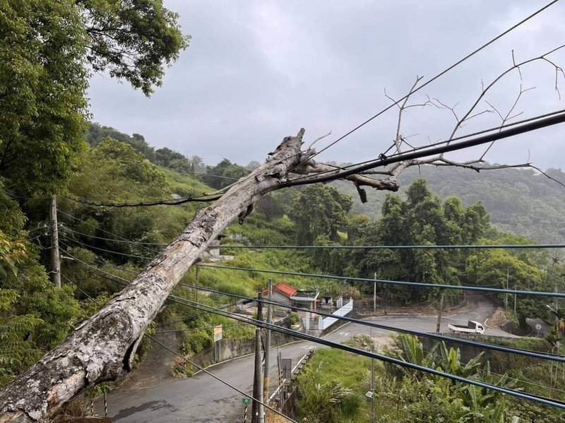 颱風杜蘇芮來襲，台中市新社區龍頭農路27日有大樹傾倒，壓到台電公司電纜線。（警方提供）中央社記者蘇木春傳真  112年7月27日