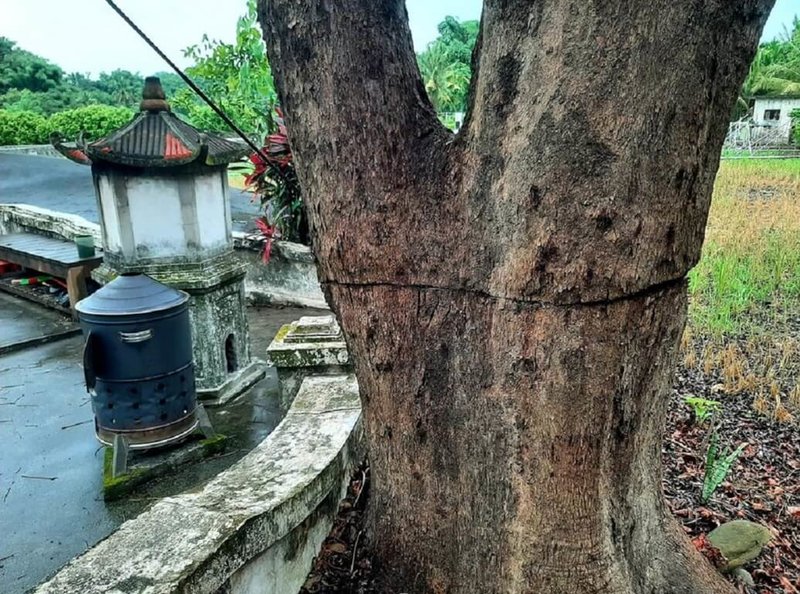 高雄美濃市定古蹟「里社真官」旁的茄苳樹，被居民發現樹身遭人鋸了一圈，導致樹葉盡落。（民眾提供）中央社記者蔡孟妤傳真  112年7月27日