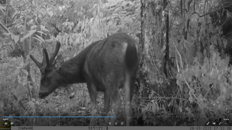 特生中心表示，台灣特有亞種保育類野生動物台灣水鹿過往侷限在海拔2000公尺以上，近年研究顯示往較低海拔擴散，恢復日治時期中低海拔的活動區域。（特生中心提供）中央社記者楊淑閔傳真 112年7月27日