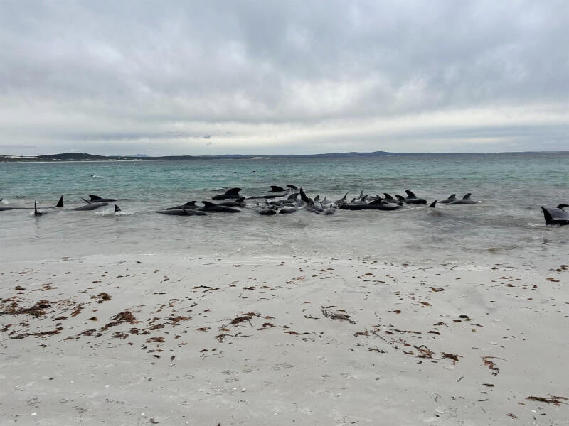 近100頭領航鯨25日在西澳州奇尼斯海灘集體擱淺。（圖取自facebook.com/CheynesBeach）