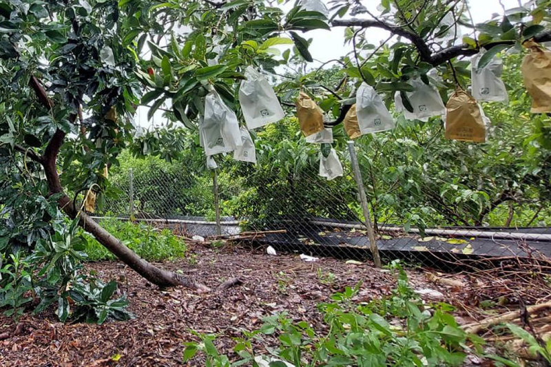 颱風杜蘇芮帶來風雨影響台南，造成農作物損失，台南市政府農業局28日統計全市農損面積約80公頃，損害程度約9%，以酪梨、西瓜、番荔枝（釋迦）等水果較嚴重。（讀者提供）中央社記者楊思瑞台南傳真 112年7月28日