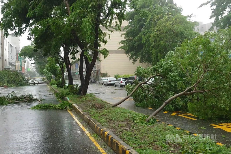 受颱風杜蘇芮影響,台南地區28日清晨風雨轉強,東區裕信路分隔島多棵路樹傾倒,影響道路通行。中央社記者楊思瑞攝 112年7月28日