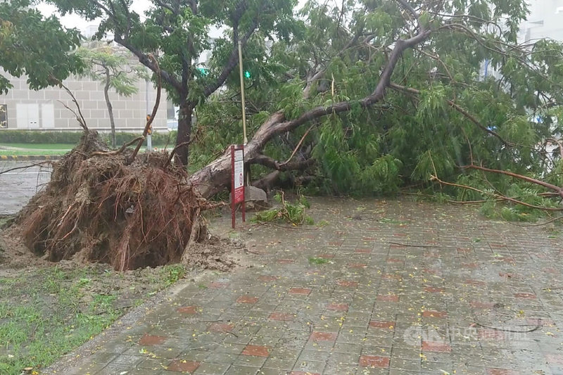 受颱風杜蘇芮影響，台南地區28日清晨風雨轉強，東區1處公園內有大樹被連根拔起。中央社記者楊思瑞攝  112年7月28日