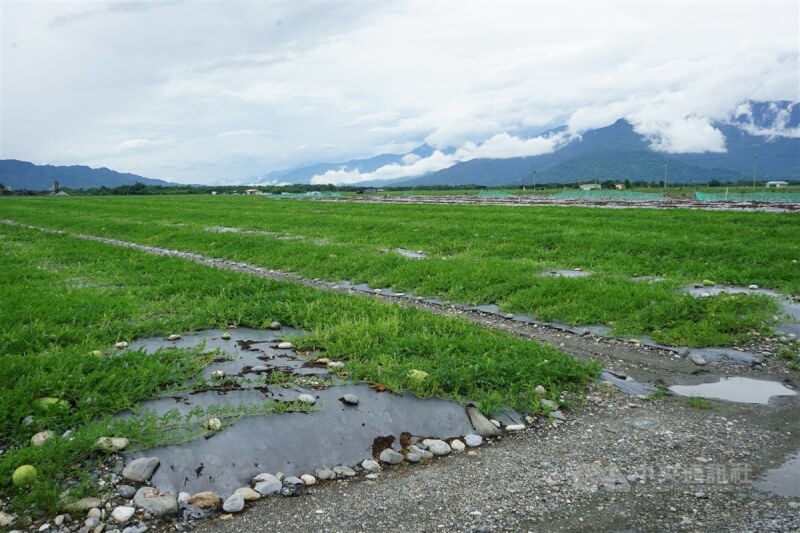 受颱風杜蘇芮外圍環流影響，花蓮鳳林鎮中心埔地區連日降雨，造成西瓜泡水、葉片損傷。中央社記者張祈攝 112年7月28日