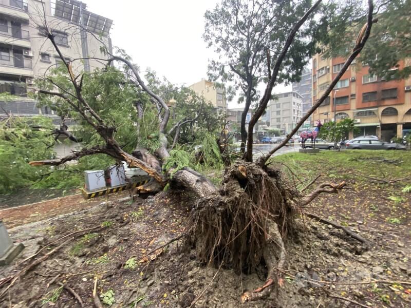 颱風杜蘇芮襲台,高雄27日深夜風雨轉強,28日市區多處出現路樹傾倒。圖為一棵大樹遭連根拔起。中央社記者董俊志攝 112年7月28日