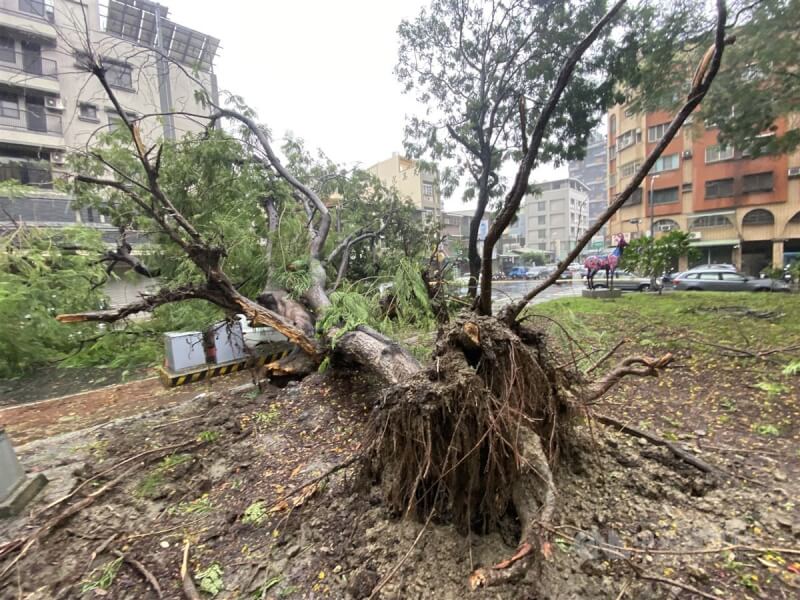 颱風杜蘇芮襲台，高雄27日深夜風雨轉強，28日市區多處出現路樹傾倒。圖為一棵大樹遭連根拔起。中央社記者董俊志攝 112年7月28日