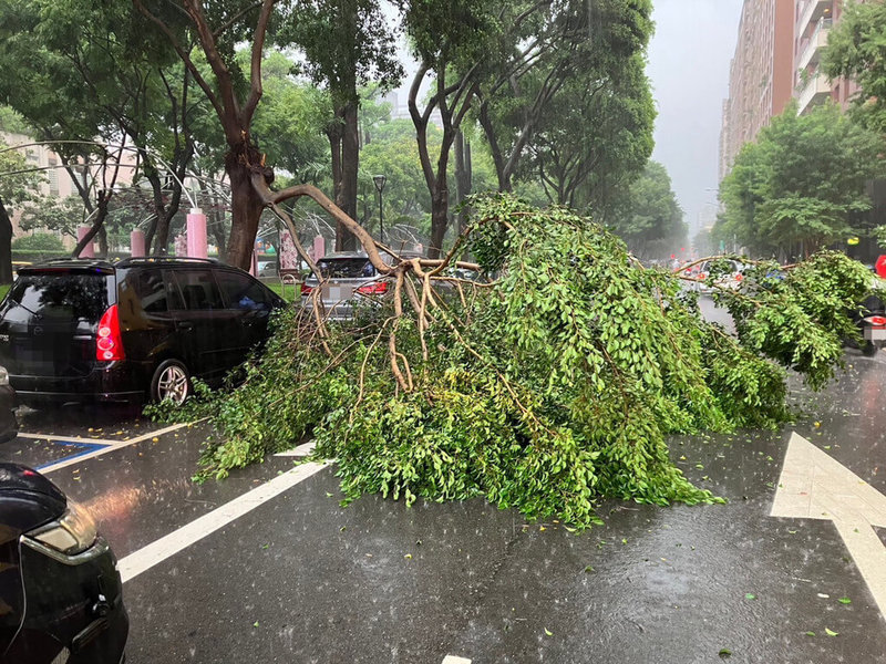 午後熱對流發展旺盛，台中市29日下午滂沱大雨，北區太原路、梅川西路口發生路樹倒塌事件，所幸無人受傷，但路旁停車格內一輛自小客車遭斷裂枝幹壓損。（警方提供）中央社記者趙麗妍傳真  112年7月29日