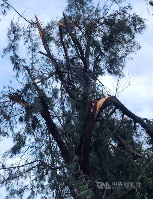 颱風杜蘇芮重創澎湖，澎湖耆老指出，堅硬的木麻黃樹幹在這次颱風中也難倖免而被狂風吹斷，這種情況與民國75年的颱風韋恩相類似。中央社  112年7月29日