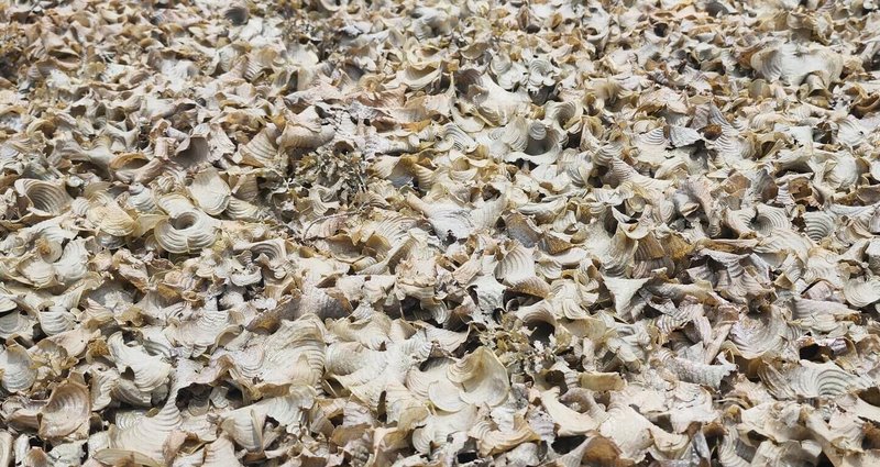 颱風杜蘇芮重創澎湖，各岸際與潮間帶30日布滿層層褐色海藻，數量驚人，讓海域潮間帶完全變了樣。中央社  112年7月30日