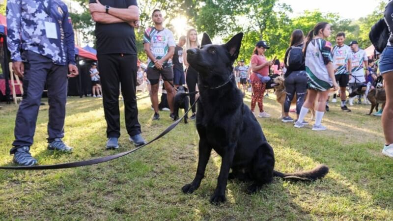 委內瑞拉30日舉辦「狗狗賽跑」為動物收容所尋求支持。（路透社）