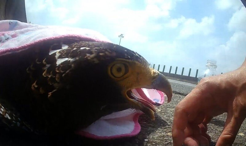 1隻珍貴稀有保育類動物大冠鷲1日疑於低空覓食時不慎遭車撞擊，倒在台82線嘉義水上路段無法動彈；警民現場合力救援，但大冠鷲被送往特生中心搶救後，仍告傷重不治。（警方提供）中央社記者黃國芳傳真  112年8月1日