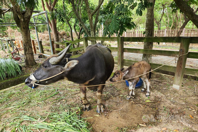 台南市農業局今年2月安置在柳營區「老牛的家」的走失水牛「阿花」（左），7月31日產下1頭雌性小牛（右），取名「阿喜」；阿喜目前除在專屬牛舍休息，就是跟著阿花在牛舍附近戶外空間活動。中央社記者楊思瑞攝  112年8月2日