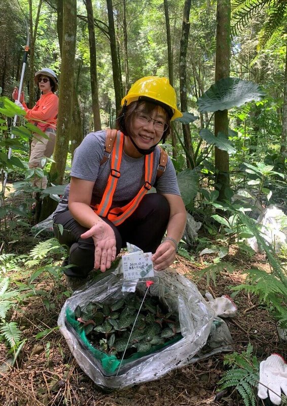 林業及自然保育署嘉義分署積極推動「林下經濟」並創品牌，今年度段木香菇、台灣金線連、蜂產品預計將創造新台幣近百萬元產值。圖為林農查看台灣金線連成長情況。（林業及自然保育署嘉義分署提供）中央社記者黃國芳傳真  112年8月2日