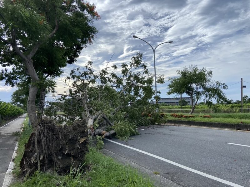 受颱風卡努外圍環流沉降影響，台東市區3日清晨6時32分溫度飆高至攝氏36.3度，最大陣風出現8級，路樹被強風吹倒。（民眾提供）中央社記者盧太城台東傳真  112年8月3日