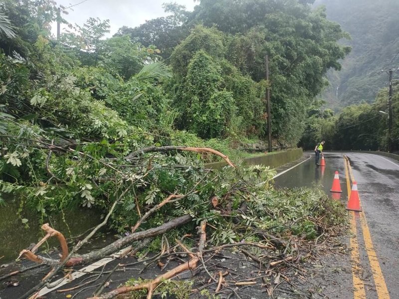 受颱風卡努影響，台中市和平區3日上午下起大雨，台8線24.9K及25.1K發生路樹倒塌影響交通。警方獲報到場以交通錐警示來往人車，後續通報谷關工務段協助清除，中午前已恢復雙向通行。（警方提供）中央社記者郝雪卿傳真  112年8月3日