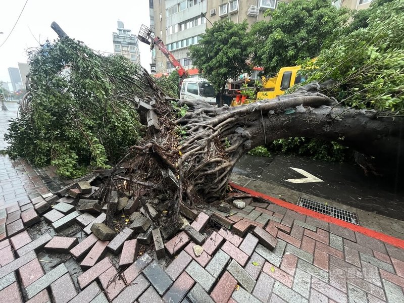 颱風卡努來襲，風雨逐漸增強，台北市士林區福華路與文林路口一棵路樹3日上午倒塌，連地磚也被掀起。中央社記者徐肇昌攝 112年8月3日