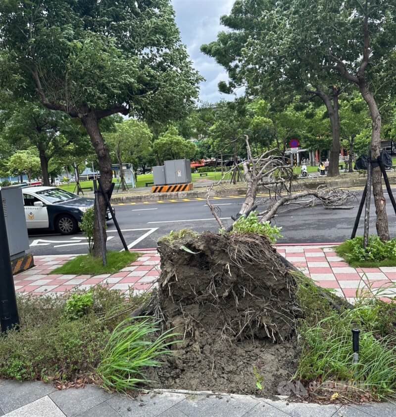 颱風卡努來襲，新北市板橋區中正路與新月二街口3日有路樹傾倒，警方獲報後進行交通疏導，管制人車通行，目前區公所已排除狀況。（翻攝照片）中央社記者高華謙傳真 112年8月3日