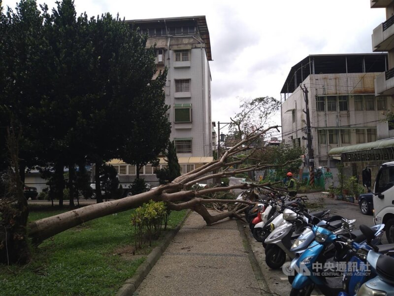 新北市新店區中正路上的安華公園3日有路樹傾倒，造成數台機車受損，警方獲報立即派員到場進行交通管制及疏導，並已通知區公所清除。（翻攝照片）中央社記者高華謙傳真 112年8月3日