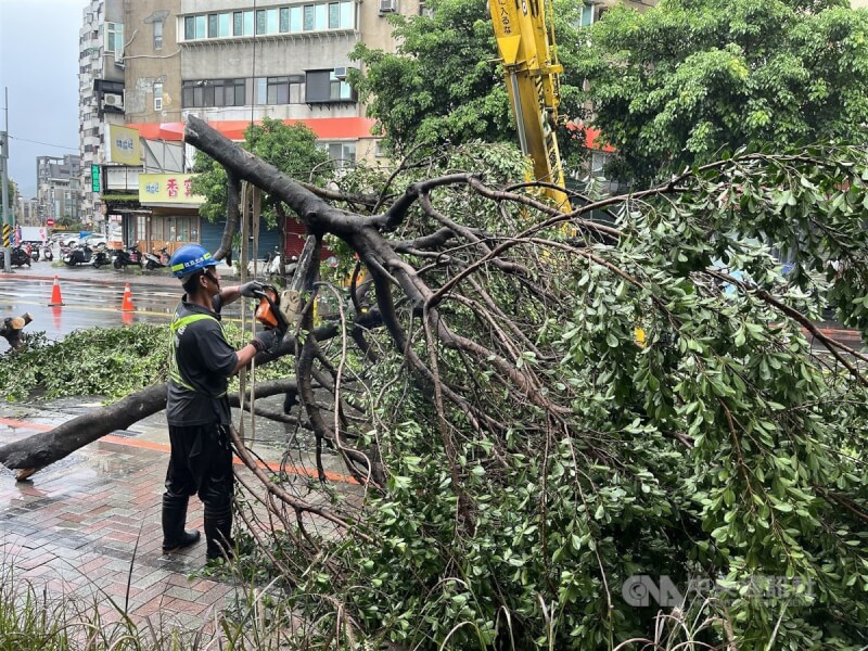 颱風卡努來襲，台北市士林區文林路一棵路樹3日不敵強風被吹倒，現場緊急實施交通管制，北市公園處已派員到場鋸掉倒塌路樹。中央社記者徐肇昌攝 112年8月3日