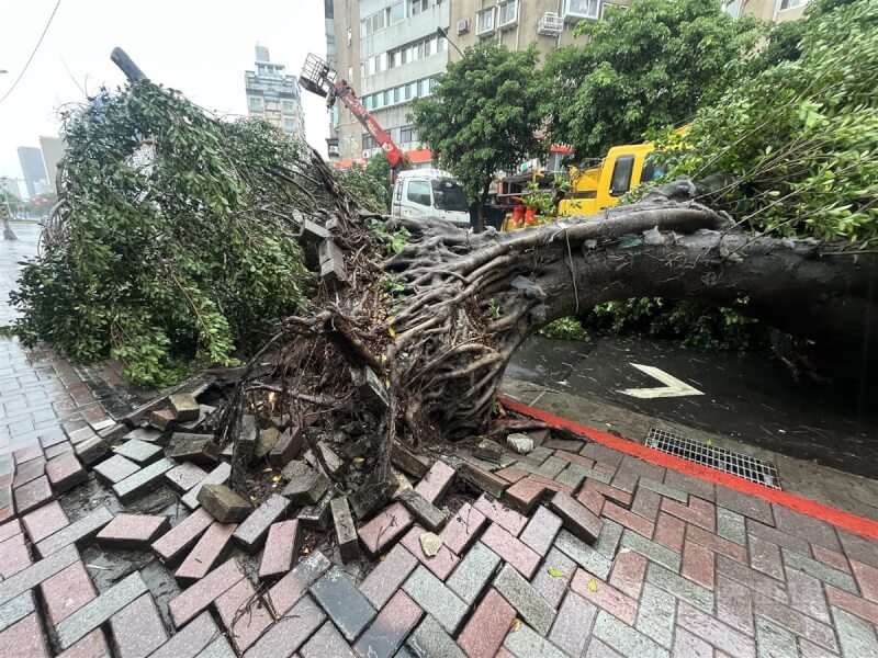 颱風卡努來襲，風雨逐漸增強，台北市士林區福華路與文林路口一棵路樹3日上午倒塌，連地磚也被掀起。中央社記者徐肇昌攝 112年8月3日
