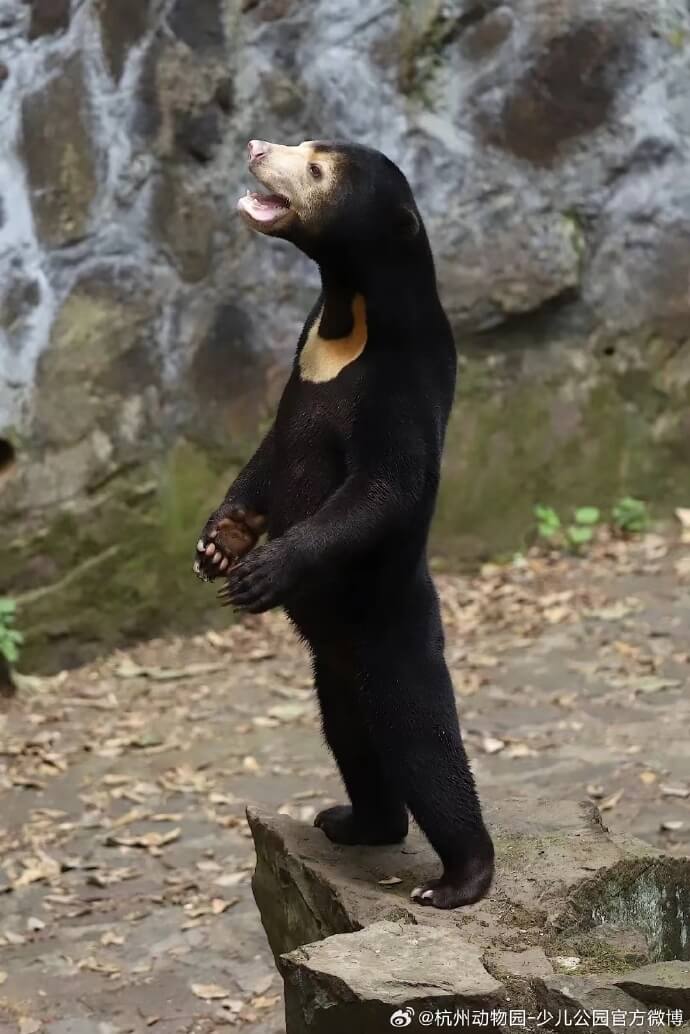 杭州動物園指出，馬來熊站立可能是與遊客互動的行為。（圖取自杭州動物園微博weibo.com）