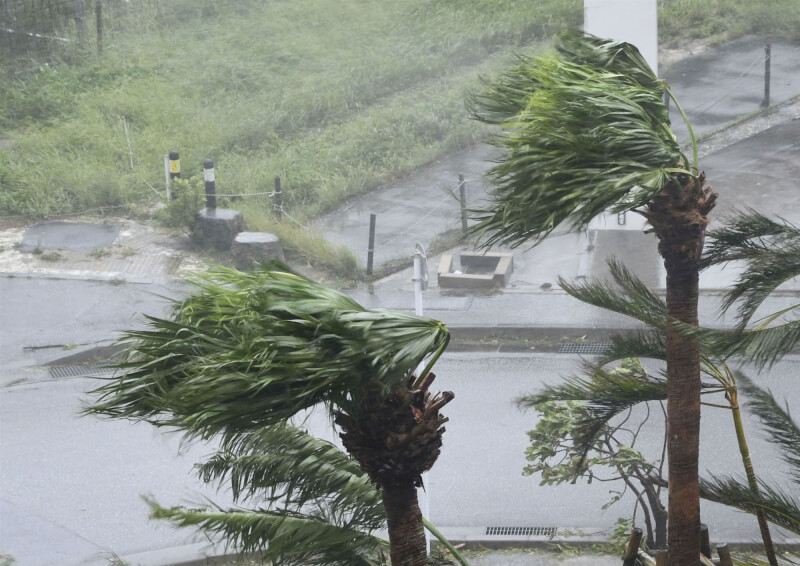圖為受颱風卡努影響，沖繩奄美街道上樹木被強風吹襲。（共同社）