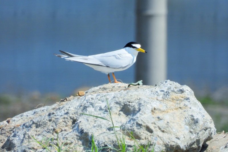 桃園市野鳥學會6日公布今年夏季抵達桃園海岸繁殖的二級保育鳥類小燕鷗調查結果，共計有279隻小燕鷗，是在繁殖季後全面調查展開3年以來的最高紀錄。（桃園市野鳥學會提供）中央社記者吳睿騏桃園傳真  112年8月6日