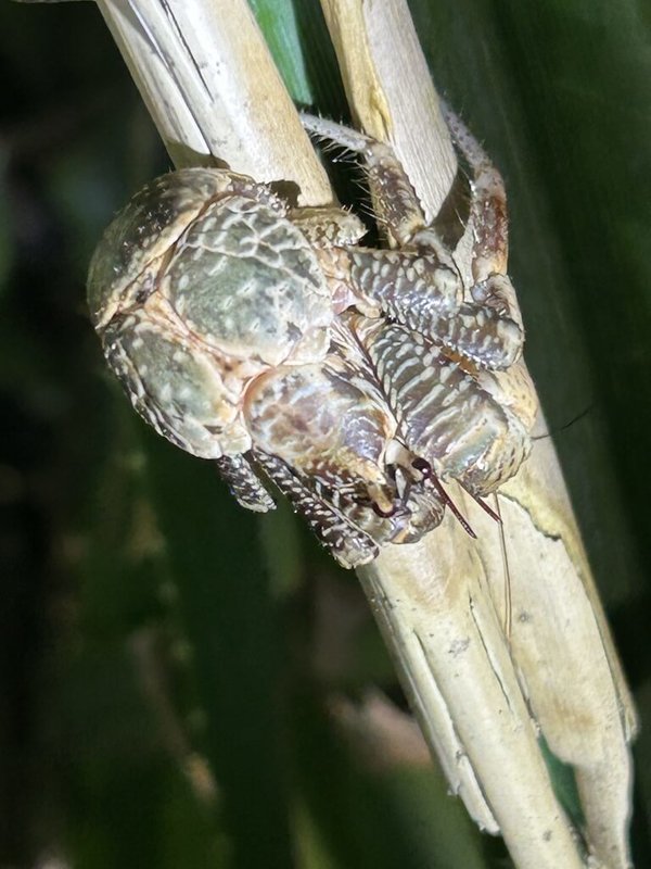 農業部生物多樣性研究所助理研究員陳榮宗指出，團隊6月在綠島觀察記錄到多筆不同體型大小的椰子蟹幼蟹，加上先前也曾發現到數隻大型成熟的個體，顯示此區域蘊藏著完整的椰子蟹族群及重要棲息地。圖為在林投樹葉上椰子蟹幼蟹，胸甲長約2公分，體背漸呈深綠色。（陳榮宗提供）中央社記者張雄風傳真  112年8月7日