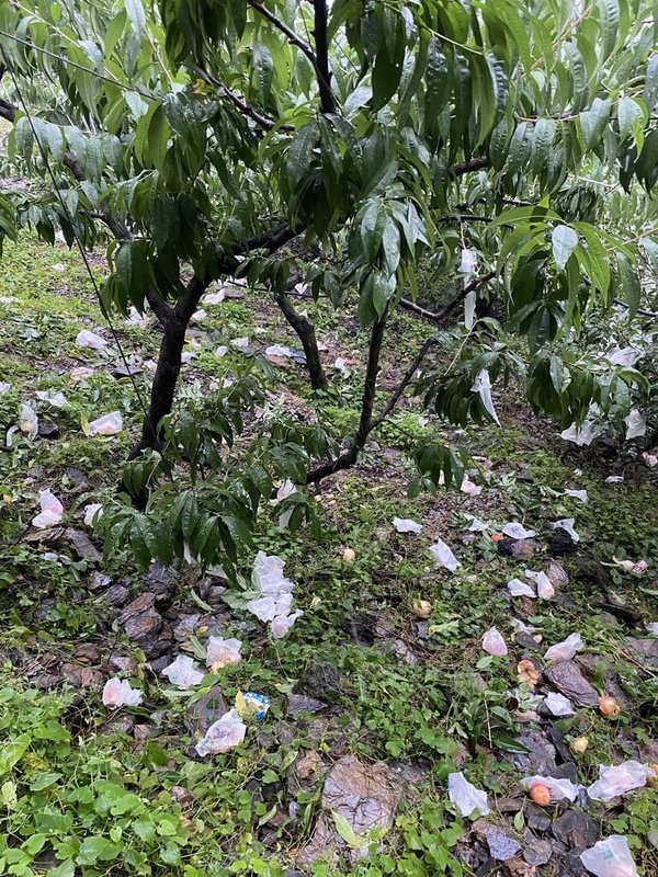 卡努颱風夾帶豪雨，台中市梨山地區水蜜桃果園內，多數水蜜桃都被打落在地。（立委江啟臣提供）中央社記者趙麗妍傳真 112年8月7日