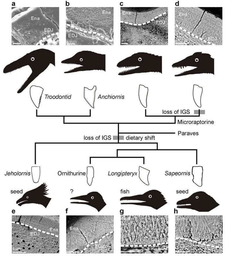 鳥類究竟如何躲過6500萬年前的大滅絕事件，台灣研究團隊利用「同步輻射穿透式X光顯微術」研究分析牙齒特徵，終於找到答案。（圖取自BMC進化生物學網頁bmcevolbiol.biomedcentral.com）