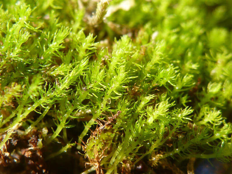 科學家們表示，最早在喜馬拉雅山脈上被發現的藻苔屬植物恐因熬不過氣候崩潰而絕種。（圖取自維基共享資源；作者Stu Crawford，CC BY-SA 4.0）