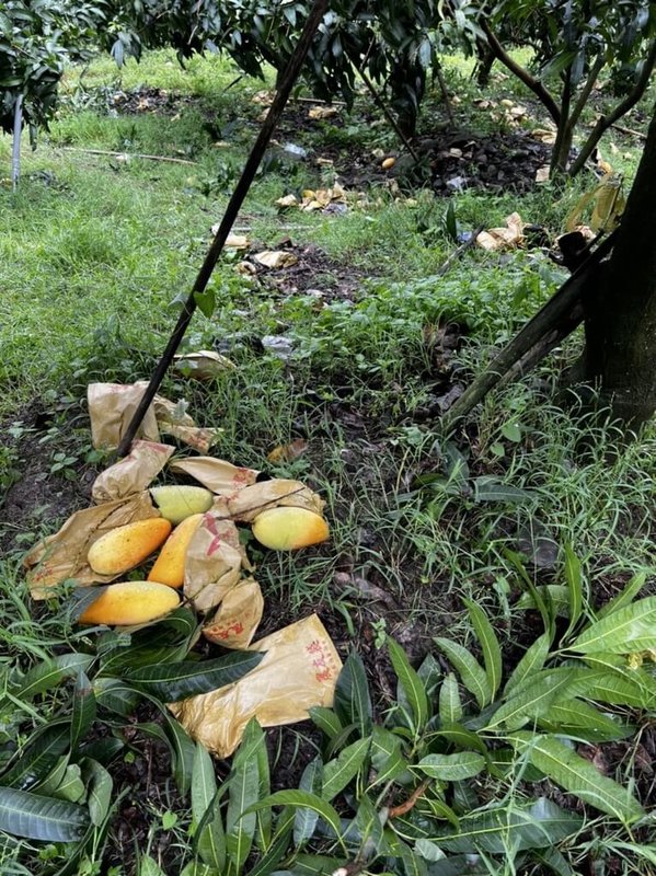 高雄山區日前受颱風影響連日大雨，導致改良種芒果受損嚴重。（高雄市農業局提供）中央社記者蔡孟妤傳真 112年8月10日