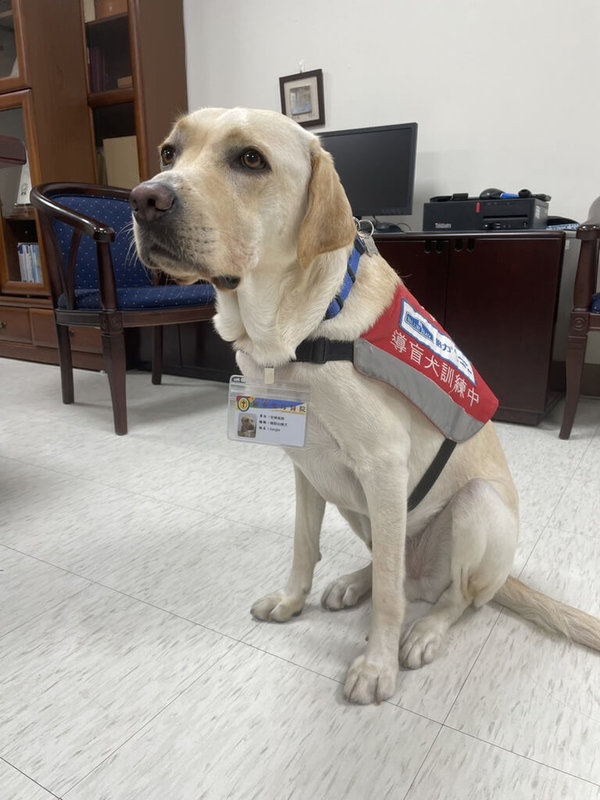 宜蘭縣羅東聖母醫院引進治療犬Jungle（圖），10日由院長馬漢光掛上員工證，即日起跟著護理人員巡視病房、與病患互動，成為療癒心靈好幫手。（聖母醫院提供）中央社記者沈如峰宜蘭縣傳真  112年8月10日