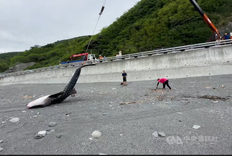 台東南迴公路大溪路段旁沙灘11日中午發現1隻擱淺死亡鯨鯊，外觀沒有明顯傷口，已由成功大學海洋生物暨鯨豚研究中心將鯨鯊屍體帶回研究。中央社記者盧太城台東攝 112年8月11日