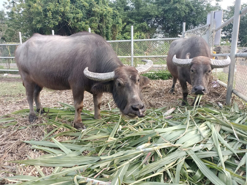 圖為土庫鎮水牛安養中心的牛隻。（圖取自回鄉米臉書facebook.com）